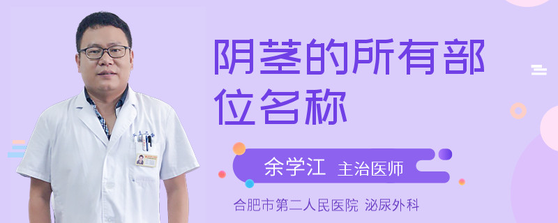 陰莖的所有部位名稱