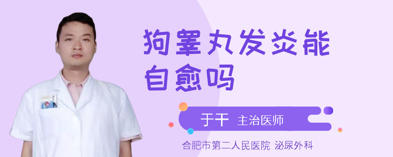 狗睪丸發(fā)炎能自愈嗎