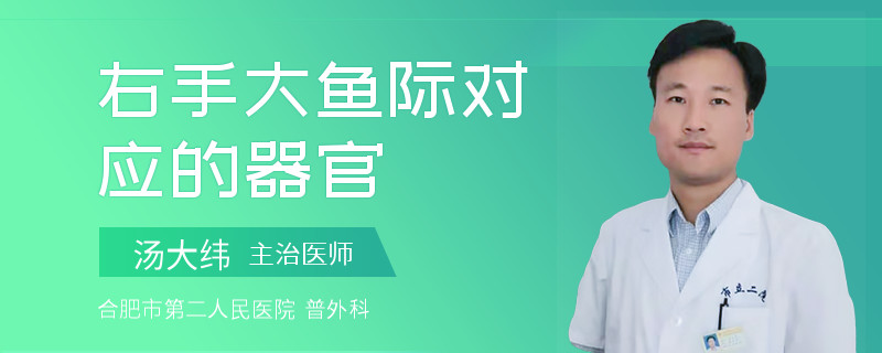 右手大鱼际对应的器官