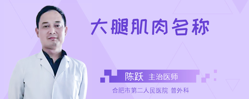 大腿肌肉名称
