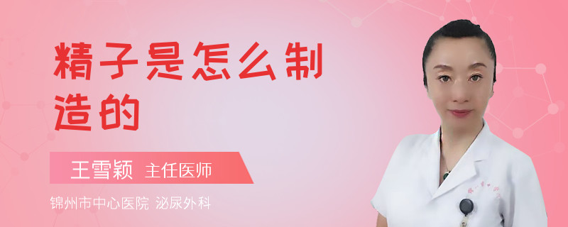 精子是怎么制造的