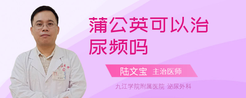 蒲公英可以治尿頻嗎