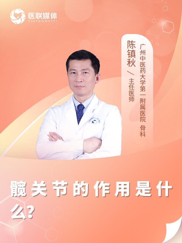髋关节的作用是什么？