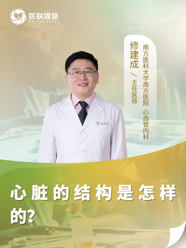 心脏的结构是怎样的？
