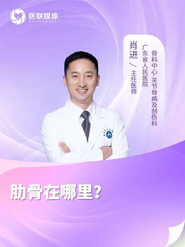 肋骨在哪里？