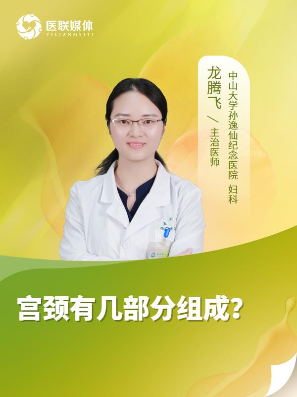 宫颈有几部分组成？