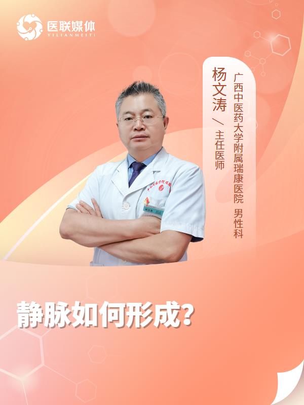 静脉如何形成？